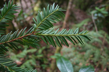Taxus globosa