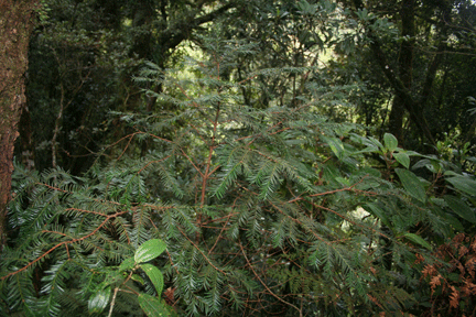 Taxus globosa