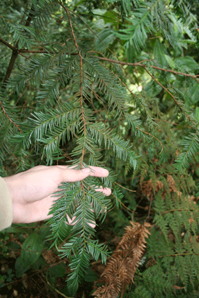 Taxus globosa
