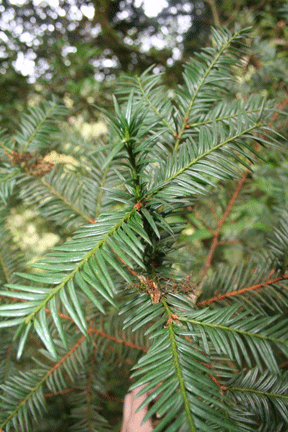 Taxus globosa