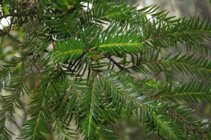 Taxus globosa