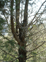 Cupressus sempervirens