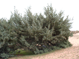 Juniperus oxycedrus macrocarpa