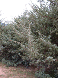 Juniperus oxycedrus macrocarpa
