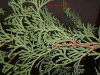 Thuja sutchuenensis