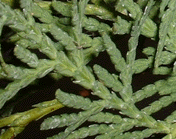 Thuja sutchuenensis