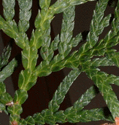Thuja sutchuenensis