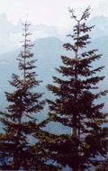 Abies magnifica