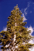 Abies magnifica
