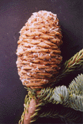 Abies magnifica