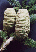 Abies magnifica