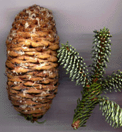 Abies magnifica