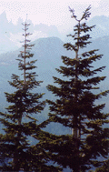 Abies magnifica