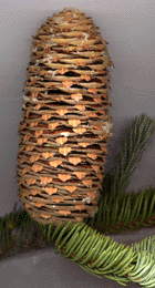 Abies magnifica shastensis