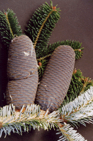 Abies spectabilis