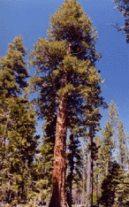 Calocedrus decurrens