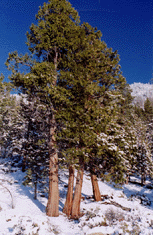 Calocedrus decurrens