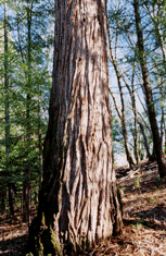 Calocedrus decurrens