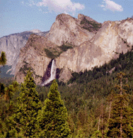 Calocedrus decurrens