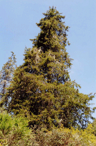 Cupressus abramsiana
