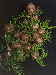 Cupressus abramsiana