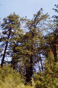 Cupressus abramsiana