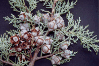 Cupressus arizonica arizonica
