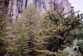 Cupressus arizonica arizonica