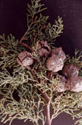 Cupressus arizonica arizonica