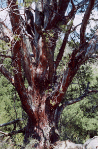 Cupressus forbesii
