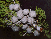 Cupressus forbesii
