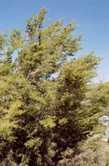 Cupressus forbesii