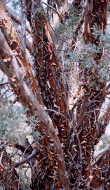 Cupressus glabra