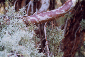 Cupressus arizonica glabra