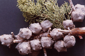 Cupressus arizonica glabra