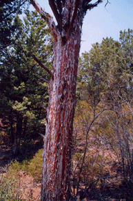 Cupressus arizonica glabra