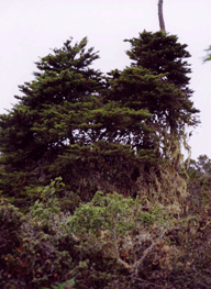 Cupressus goveniana