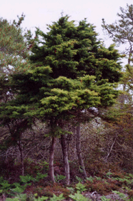 Cupressus goveniana