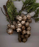 Cupressus macnabiana