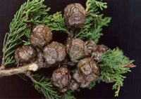 Cupressus macrocarpa