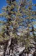 Cupressus montana