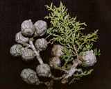 Cupressus arizonica nevadensis