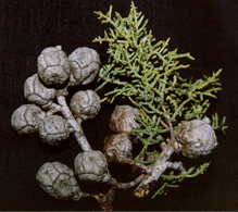 Cupressus nevadensis