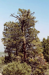 Cupressus nevadensis