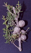 Cupressus pygmaea