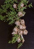 Cupressus sargentii