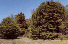 Cupressus sargentii