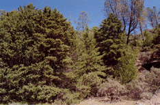Cupressus sargentii