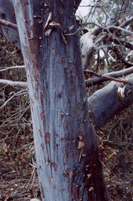 Cupressus stephensonii
