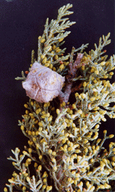 Cupressus arizonica stephensonii